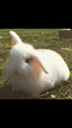Holland Lop Bunnies For Sale!