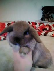 Baby Bunny for sale!