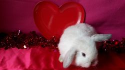 Holland Lop Babies - fully pedigreed - Feb. 11th home date
