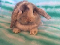 Holland Lop Baby Bunnies!!!! Rare colors and more!