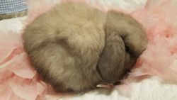 Sable point Holland Lop for sale