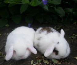 Holland Lop bunnies