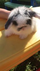 Pedigreed holland Lop kits! Show and Pet quality!