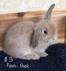 Fawn Holland Lop