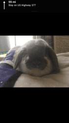 Holland lop bunny rabbit for sale