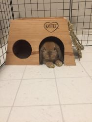 1 year old bunny looking for new home