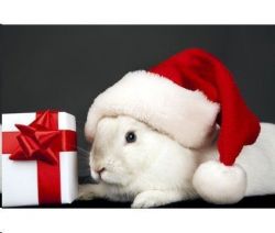 Order your Holland Lop Bunny for Christmas Now