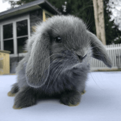 Beautiful Baby Holand Lop