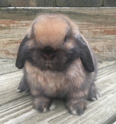 Dwarf Holland Lop rabbits Pet or Show
