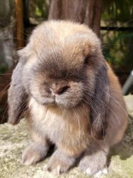 Very sweet Holland Lop for sale! (5 months)