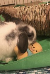 Adorable baby holland holland lop for sale!
