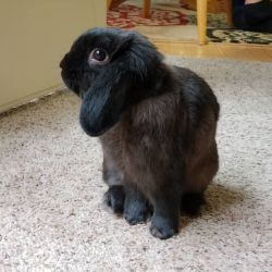 1 year old Holland lop for free
