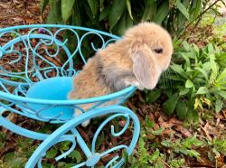 9 week old holland lop for sale!