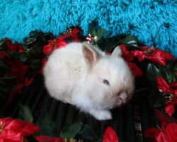 Adorable Fully Pedigreed Bunnies in NC