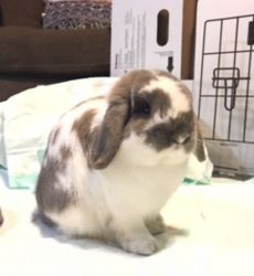 ¡Holland lop for sale!