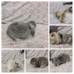 6 Baby bunnies.