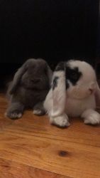 Two holland lops for sale