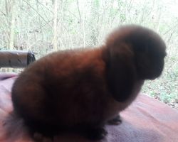 Holland Lop for Sale