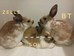Rex Rabbit Kits For Sale, Batavia NY