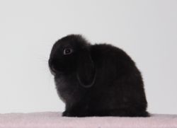 Pedigreed Holland Lop buck for sale!