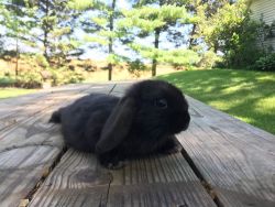 Male holland lop
