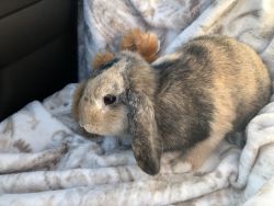 Indoor bunny needs a new loving family