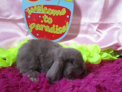Holland Lop Baby - Fully Pedigreed