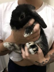 Beautiful 3 month old bunny! Comes with cage and food.