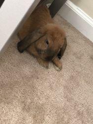 6 month y/o holland lop for sale