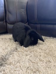 Sweet bunny looking for home