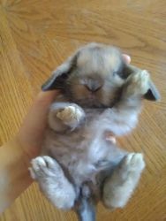 Holland Lop Rabbit Babies & Adults for Sale