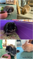 Holland Lops for sale