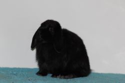 Two Holland Lop Bucks available