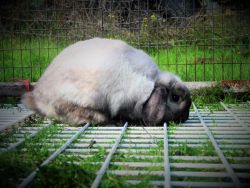 PROVEN Holland Lop Buck