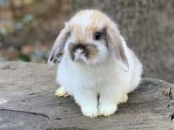 Baby Holland Lop Rabbits for Sale
