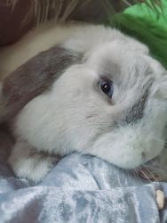 2 bonded Holland Lop Bunnies need forever home!