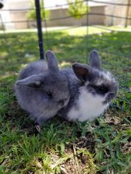 Holland Lops for sell