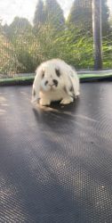 Holland lop for sell