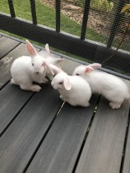 Dwarf Holland Lop bunnies for adoption
