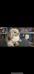 Looking to rehome a male holland lop