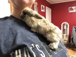 Harlequin Holland Lop Buck in Fayetteville NC DEPOSIT NOW! Ready 10/20