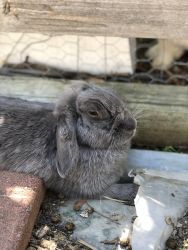 4 year old Lop Bunny gal ready for retirement