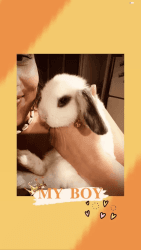 Young Holland Lob bunny