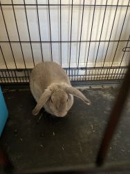 Chocolate Holland lop -Male