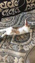 White with brown spotted rabbit for sale