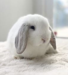 Purebred Frosty Holland Lop