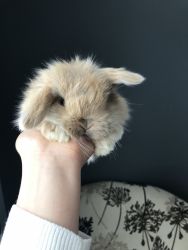 Purebred Holland Lop TINY Baby Bunnies (TOP quality cuties!)