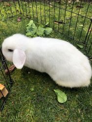 Holland Lops bunnies for sale