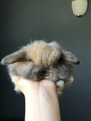 Purebred Baby Holland Lop Bunny Rabbits - TINY & Cuddly 8 week olds!