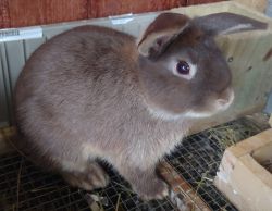 Beautiful 5-month-old bunny (male)